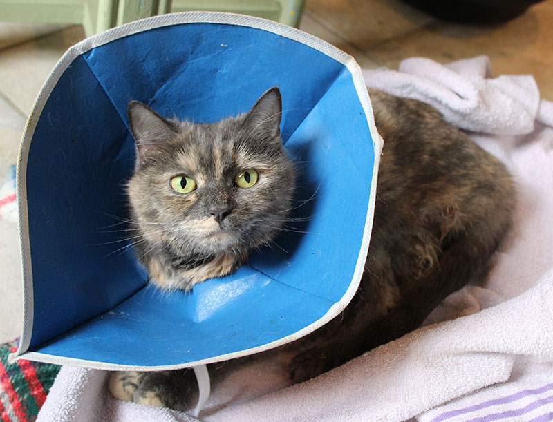 Newquay cat in a cone, March 2020